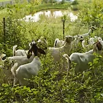 Mali Raj *