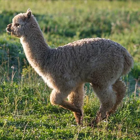 Mali Raj Apartament *