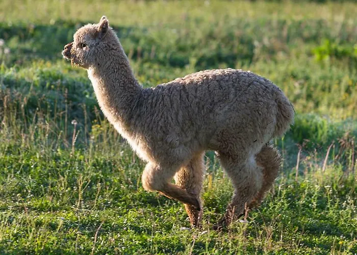 Mali Raj アパート *